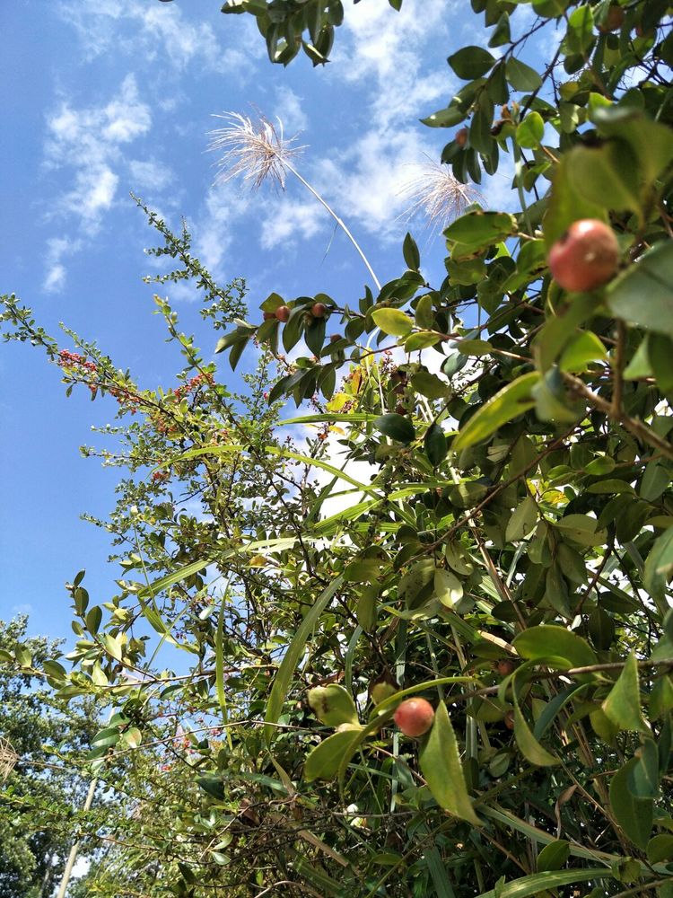 种地用的自制酵素,酵素种地效果怎么样