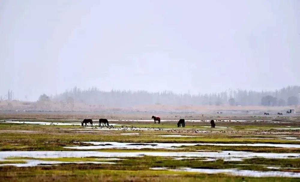 万里丝绸路,万里茶道丝绸之路