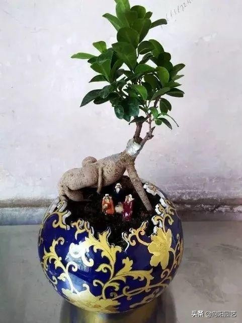 切酒瓶做花盆养多肉看效果,自制酒瓶多肉花盆如何造型