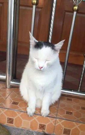 下班回家突然发现猫不见了,下班回家发现猫咪没精神