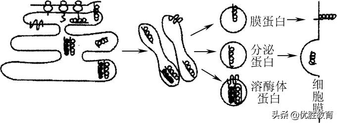 生物高考细胞膜知识点,细胞膜高考知识点