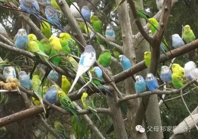 十大适合孩子养的宠物,家里有孩子适合养什么宠物