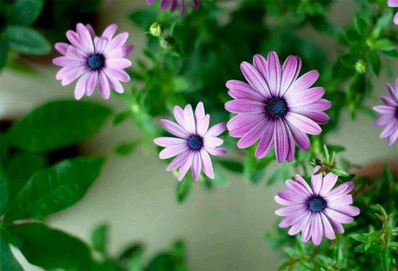 部编版五年级上册语文复习资料,五年级上语文期末复习重点必考