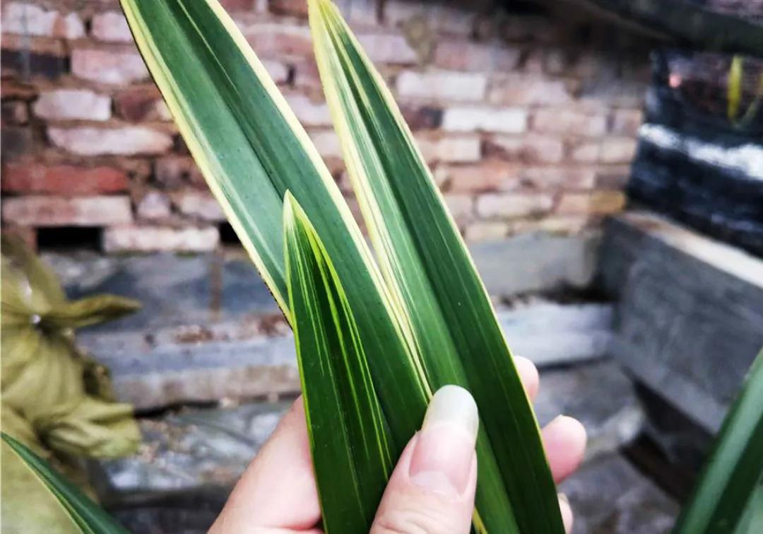 好看又好养的兰花有哪几种,推荐几款香味最好而且好养的兰花