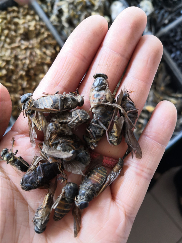 看着像个大苍蝇，叮马叮牛还叮人，晒干就是好药材，小记牛虻