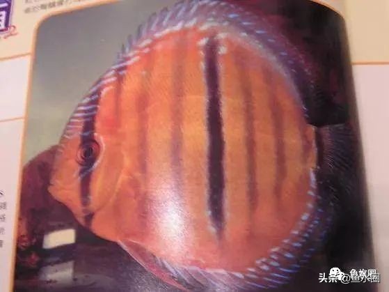 七彩神仙最好看的品种,七彩神仙多大分品种