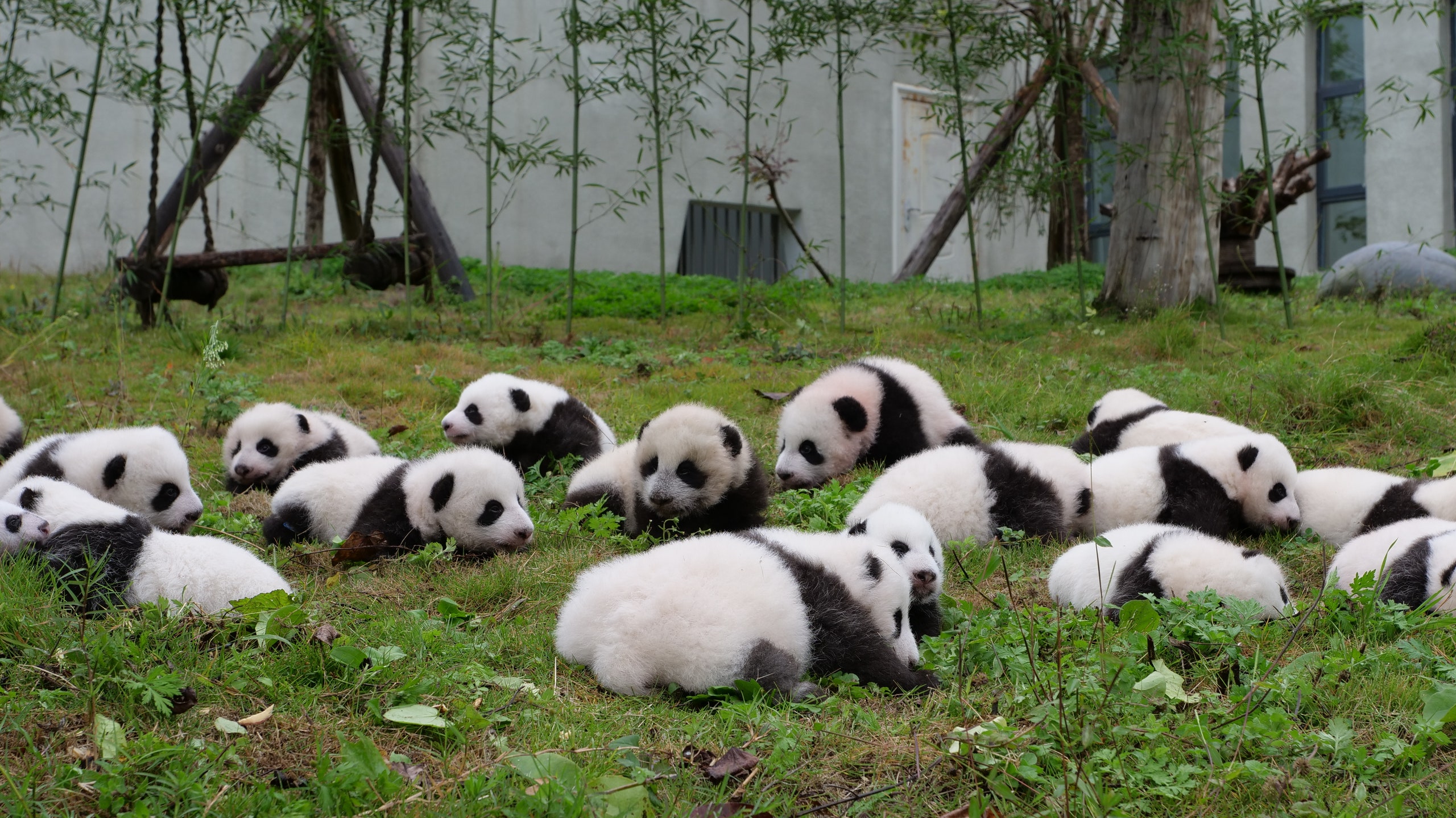 大熊猫是食肉动物为什么吃竹子,大熊猫是食肉动物为什么还吃竹子