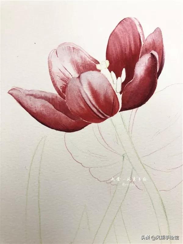 怎么用水彩笔画郁金香教程,粉色水彩郁金香怎么画图片