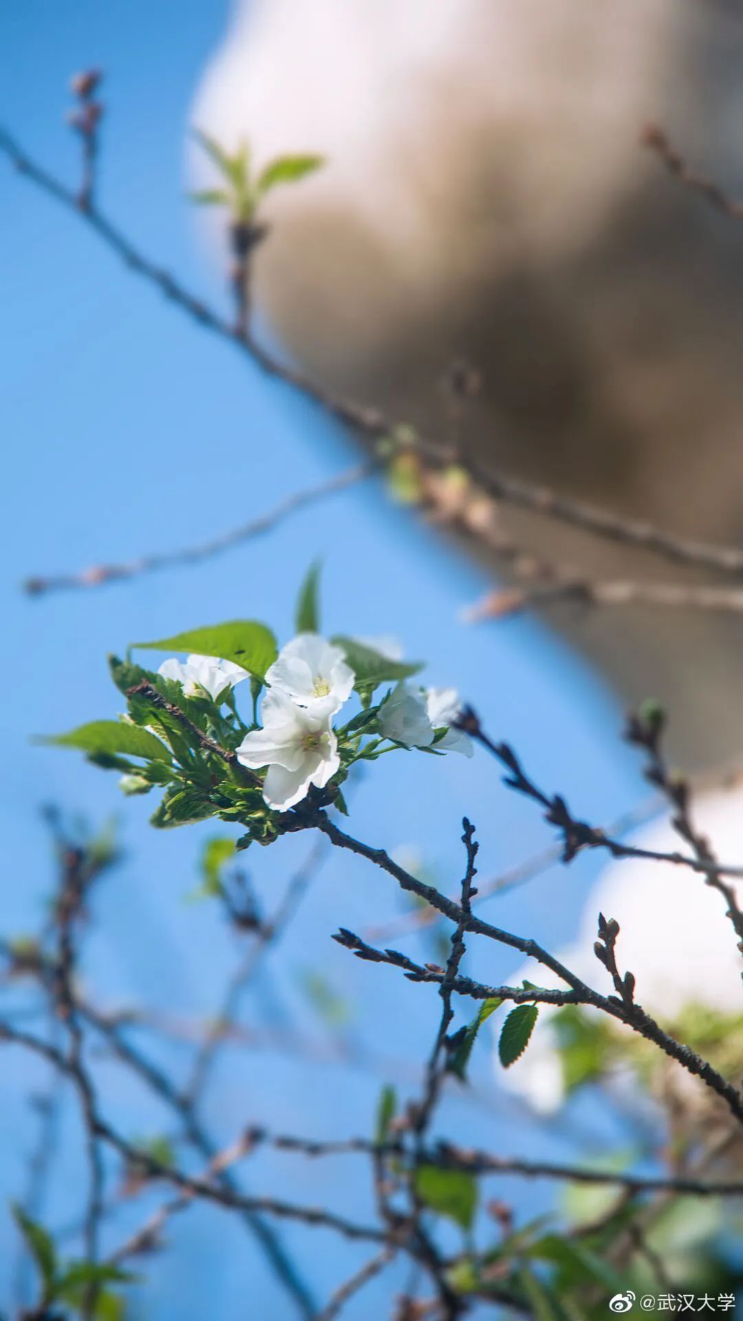 武大樱花一切美好都如约而至,武大樱花正盛开