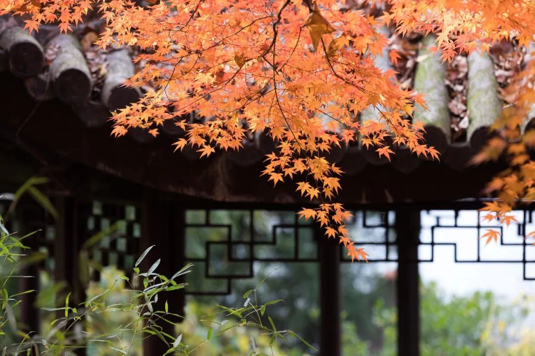 一入秋苏州成姑苏,秋色一入秋苏州就成了姑苏