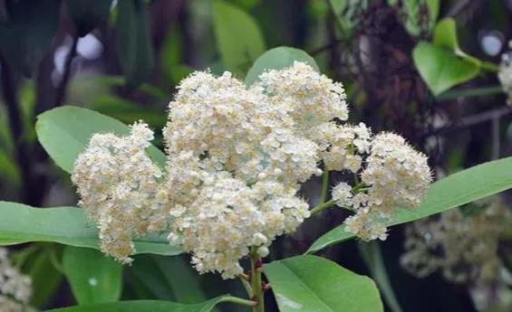 石楠花为什么是生命之花,石楠花是怎样的