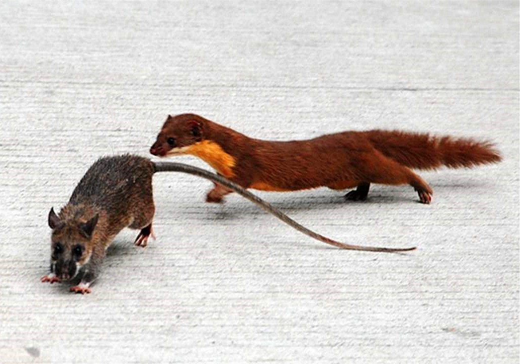 家里跑进来黄鼠狼怎么办,家里有黄鼠狼它自己会走吗