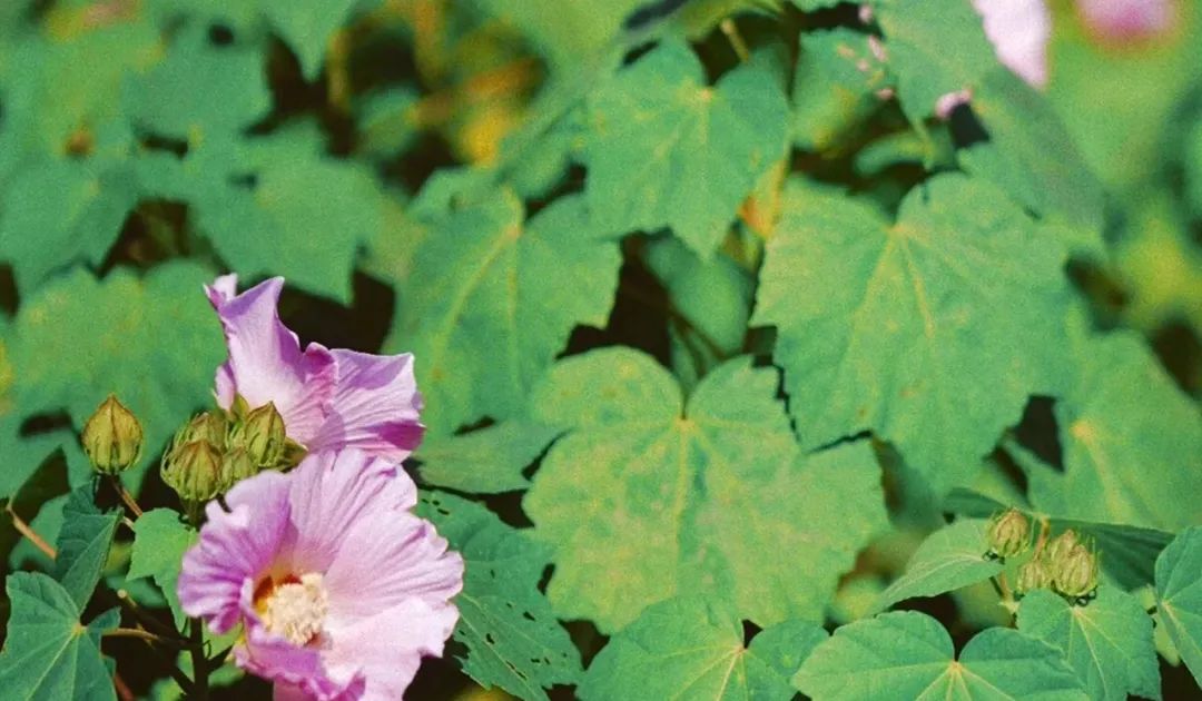 端午带娃小众旅游地点,端午旅游攻略三天两晚亲子