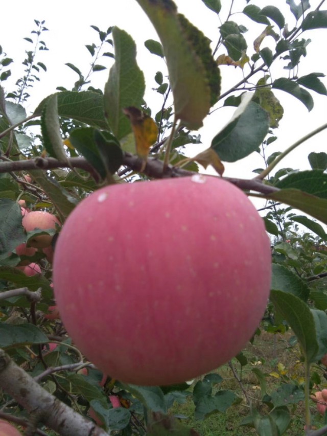 洛川苹果现状如何,洛川苹果农药