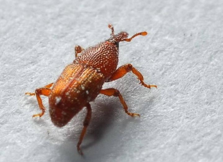 米饭放久了里的虫子是什么虫,米罐里有小虫子怎么办