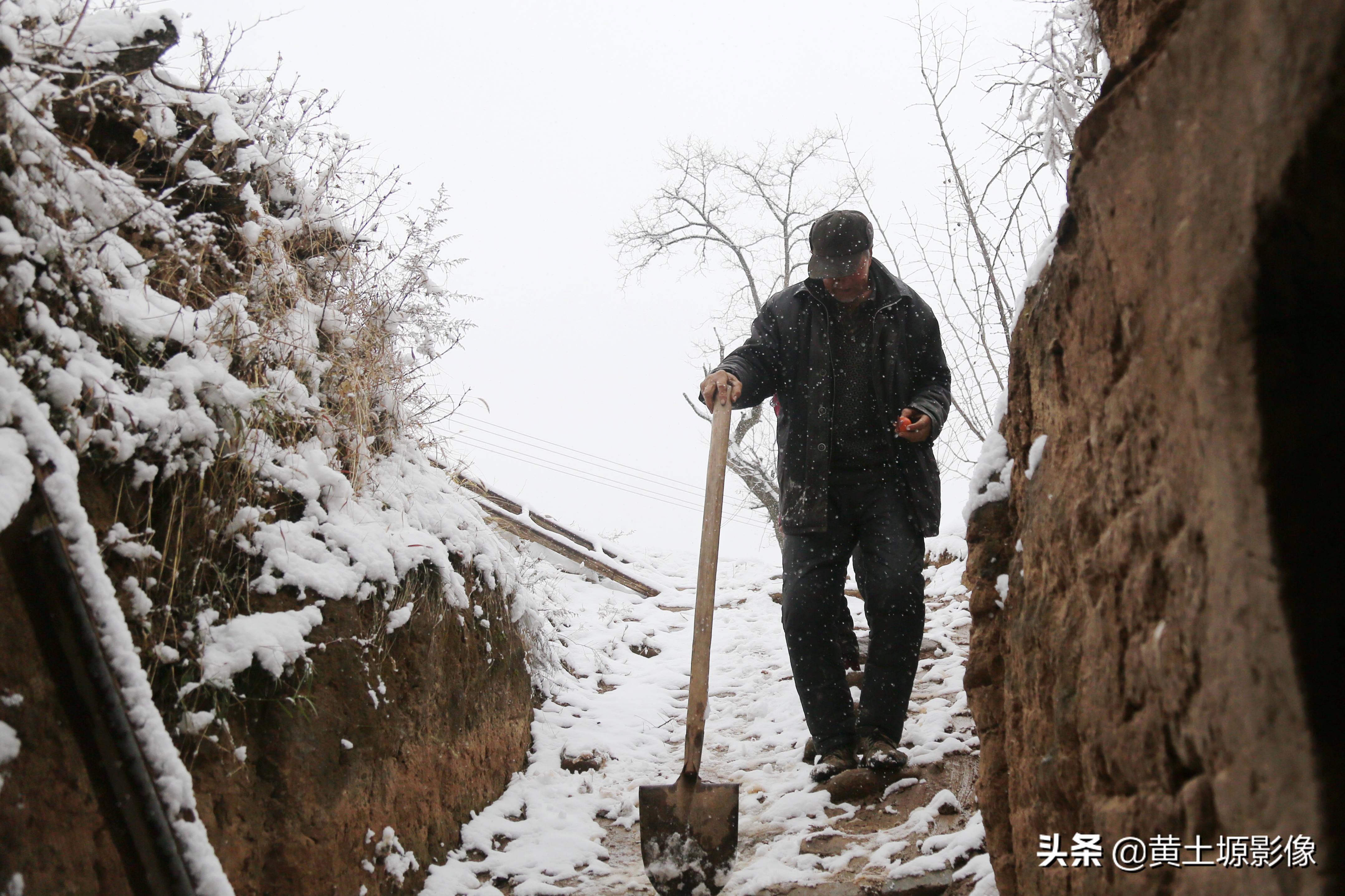 柿子树无人采摘,农村柿子下雪天也无人采摘