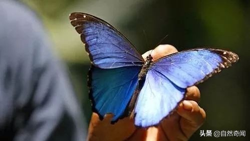 亚马逊十大凶猛植物,巴西亚马逊热带雨林动植物