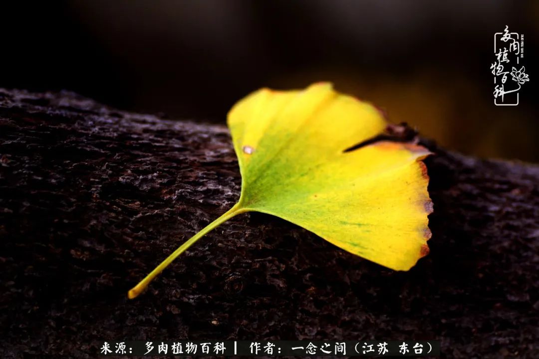 一见多肉误终生,一见多肉误终生从此入了养花坑