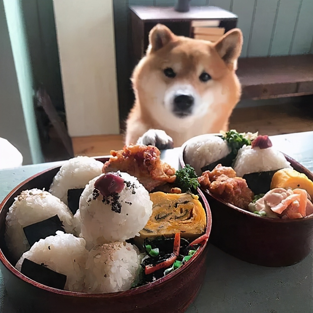 柴犬总是不吃狗粮怎么办,柴犬挑食的最佳治疗方法