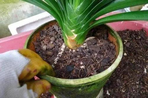 君子兰换盆注意事项和管理,君子兰换盆方法和注意事项图片