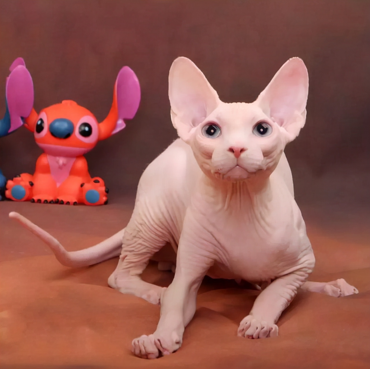 最烧钱的十种犬,最烧钱的五种狗