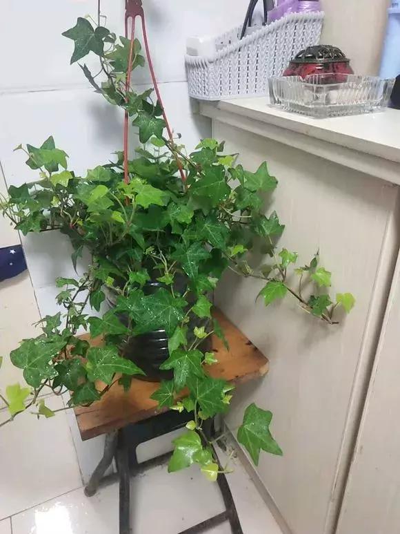 适合卧室养的助眠花,冬季助眠好养的花