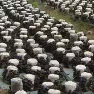 青岛十大海鲜干货特产,青岛西海岸特产推荐