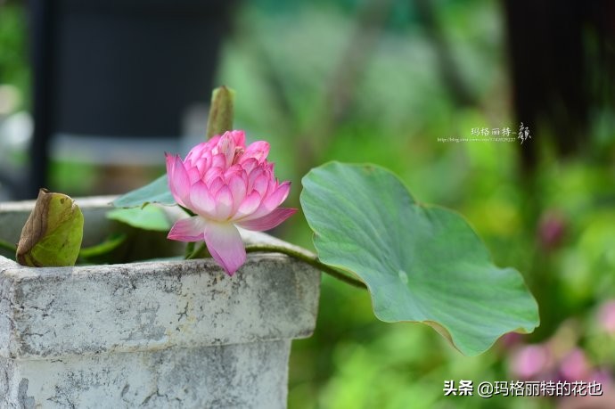 碗莲需要重复种植吗,碗莲种植不容易