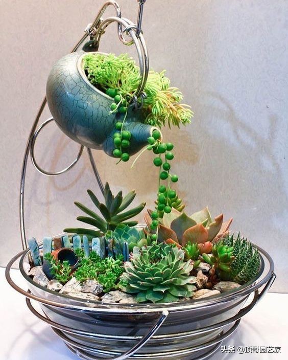 多肉植物盆栽的种植方法,多肉植物花园打造