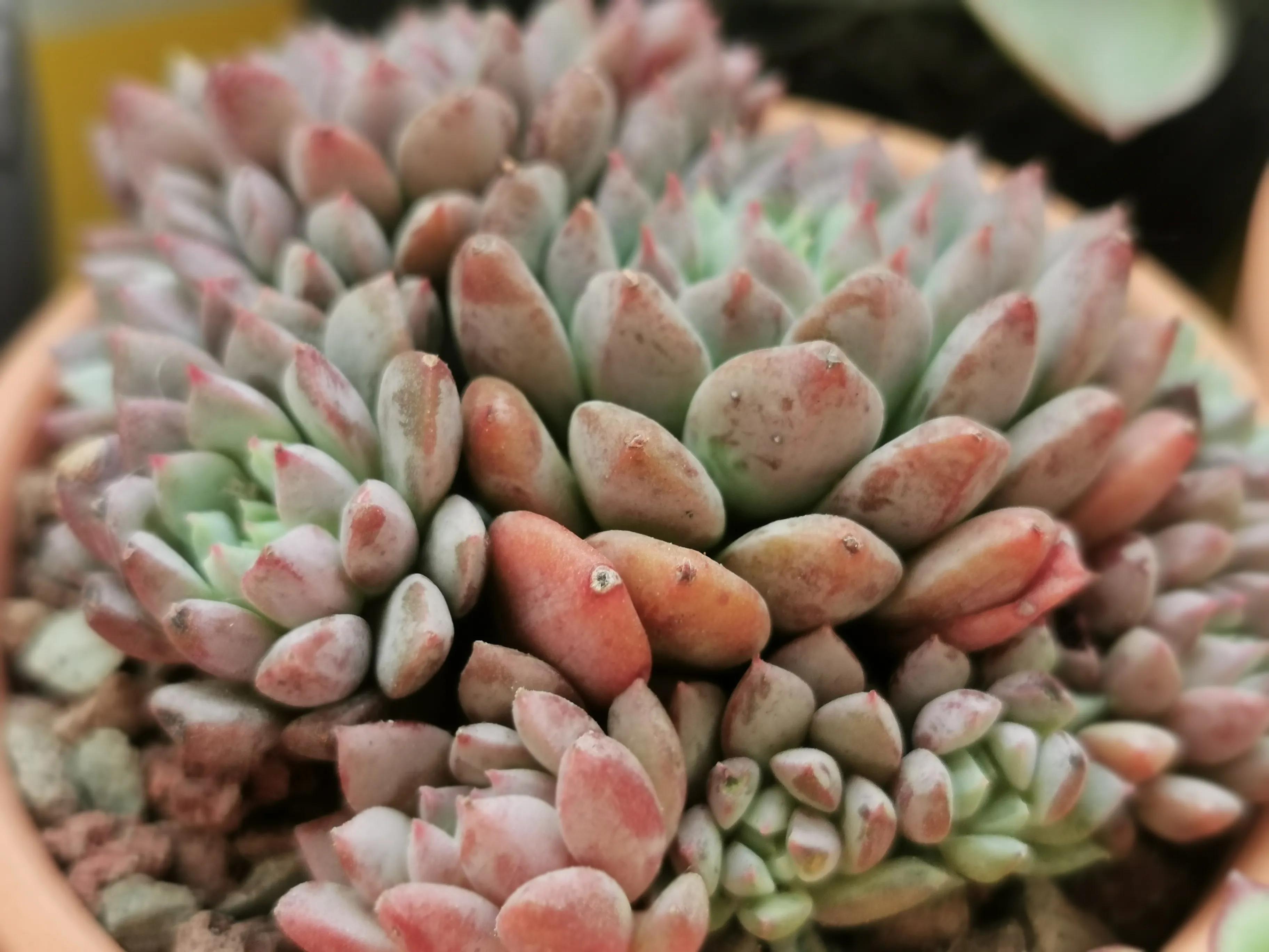 多肉品种大全大集合,多肉35元一盆图片