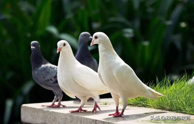 常见动物英语正确发音,常见动物英语单词跟读幼儿