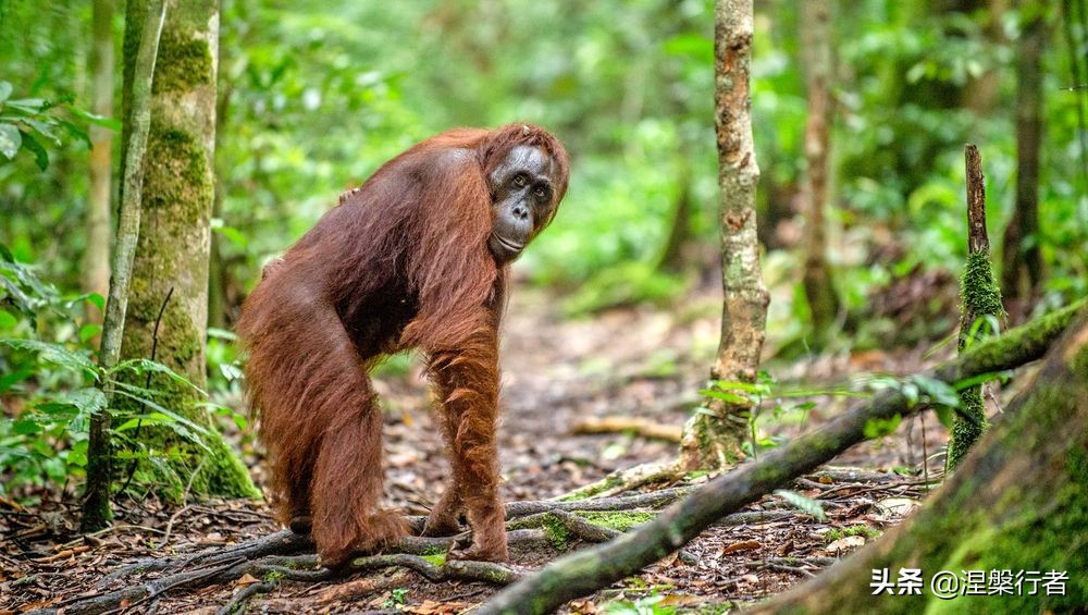 50种珍稀保护动物,为什么人类应该保护濒危物种