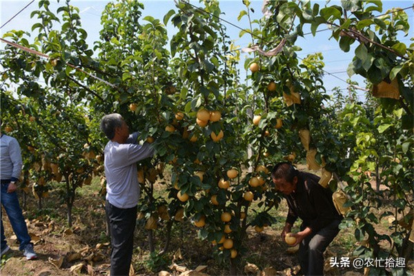 种植一亩地可以赚五万的果树,能卖到十元以上不愁销路的果树