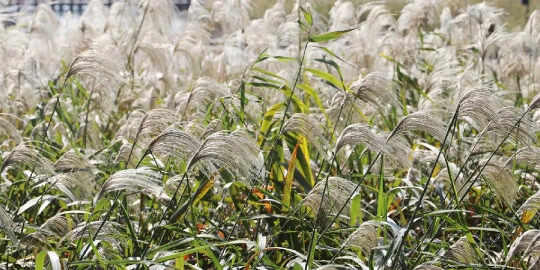 苏州东山西山包吃住农家乐推荐,苏州西山林屋洞附近包吃包住民宿