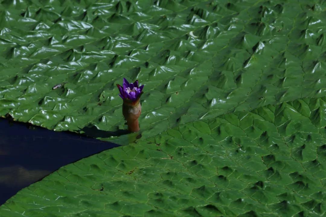 硬核整顿！高清中药教材原植物彩*图色**谱（四期）