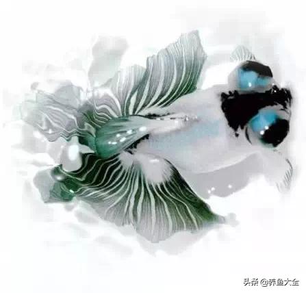 罕见最漂亮的金鱼图片,漂亮的金鱼图片大全