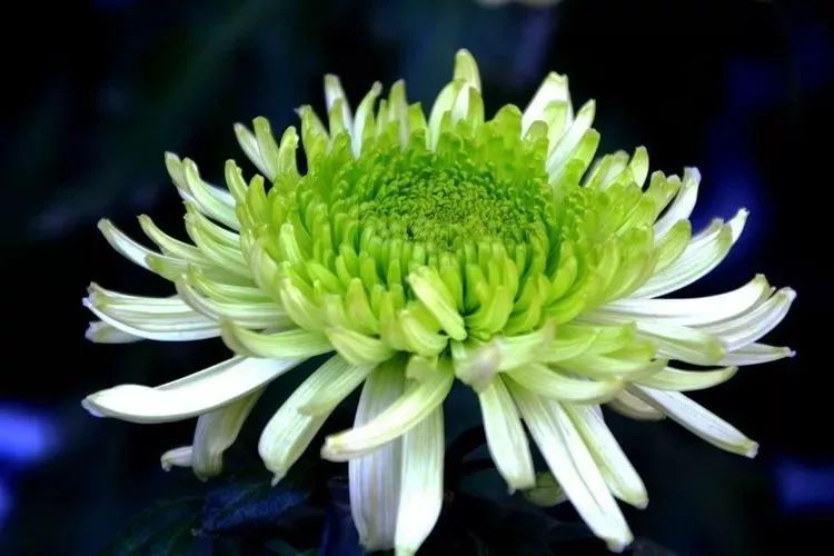 花中四君子菊花,花中四君子菊花的简介