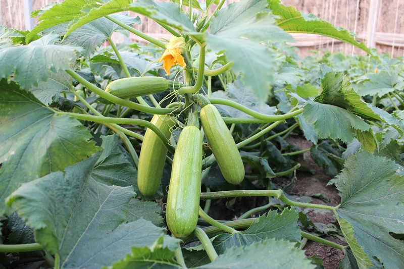 葫芦科蔬菜特点图,葫芦类蔬菜有哪些