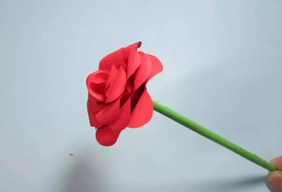 有颜色的玫瑰是怎么做出来的,白玫瑰怎么做七彩玫瑰