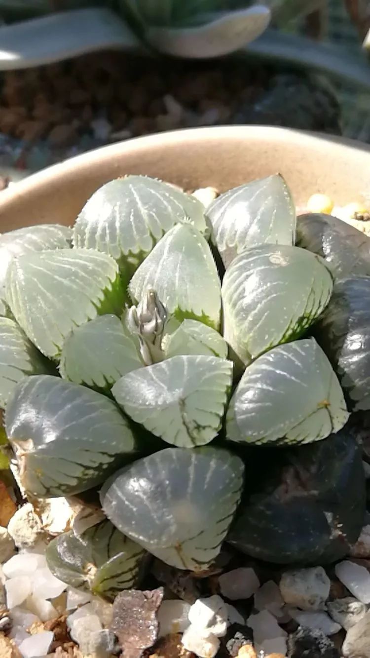 一杯清茶一道暖阳,一杯清茶温暖的时光