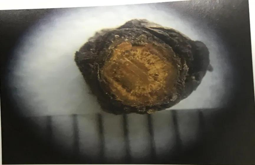 苦到极致的黄连,苦黄连的药用价值