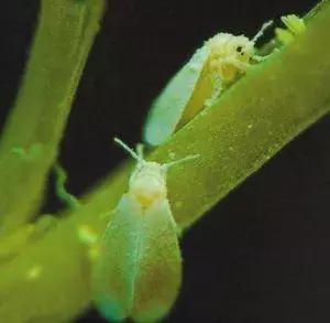 蔬菜害虫分类及图片大全,蔬菜害虫的防治方法有哪些