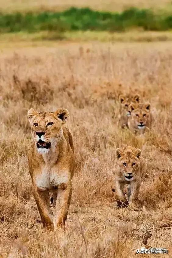 去了非洲才知道，人类才只是这个世界的过路者