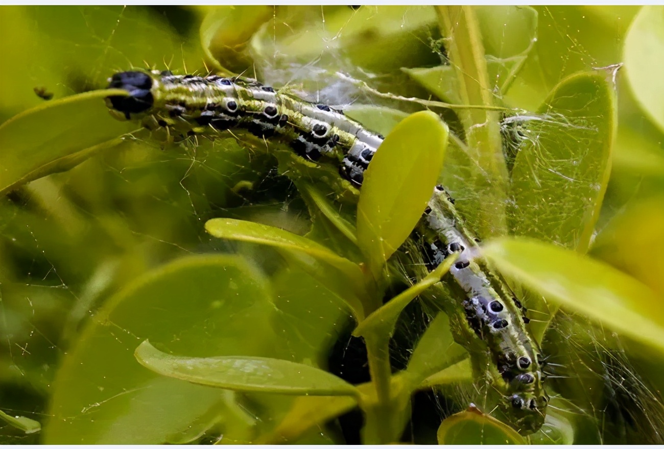 四月份园林植物病虫害防治,五月份园林病虫害防治科普百科