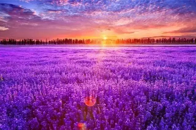 海蓝星薰衣草精油,薰衣草睡眠精油推荐