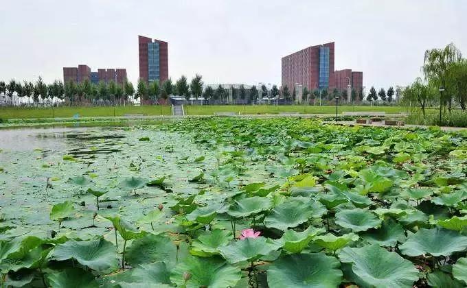 全国十大最佳赏荷好去处,沈阳赏荷花攻略