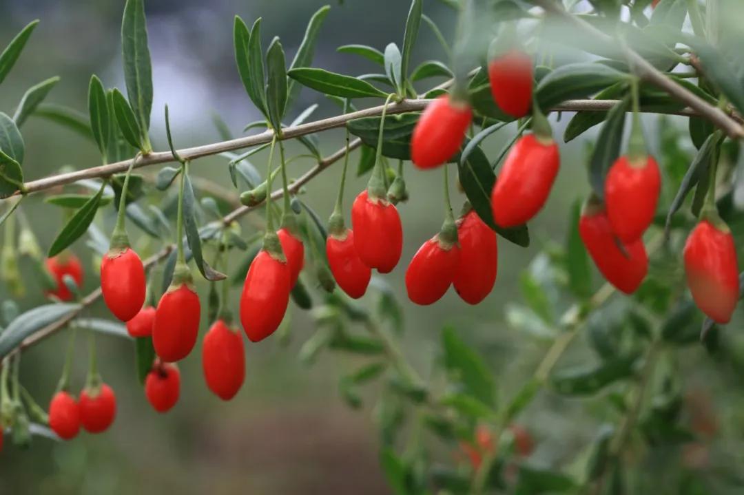 硬核整顿！高清中药教材原植物彩*图色**谱（四期）