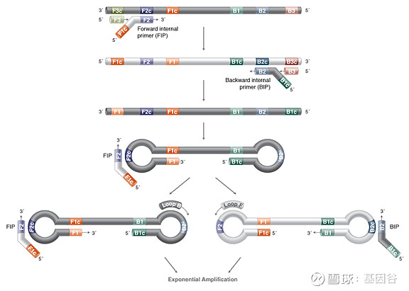 全场硬菜！分子诊断技术全解析
