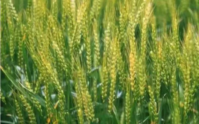 中国10大美酒,中国美酒大全