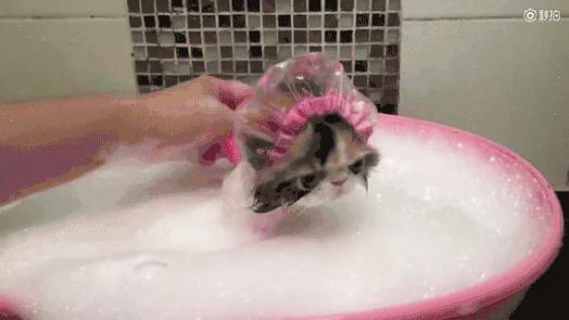 冬天给猫咪洗澡需要注意什么,鸽子冬天洗澡需要注意什么